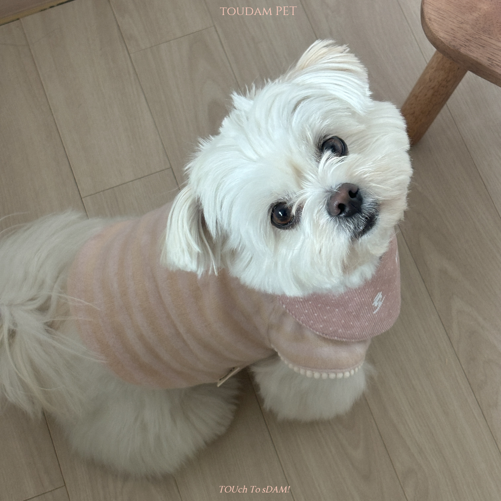 뚜담펫 강아지 수면 조끼 고양이 니트 강아지옷 말티푸옷 - 상세 이미지 5