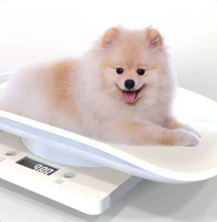 소형 반려견 햄스터 전자 체중계 저울 애견 디지털 중형 반려동물 저울 [1g-15kg] - 상품 이미지