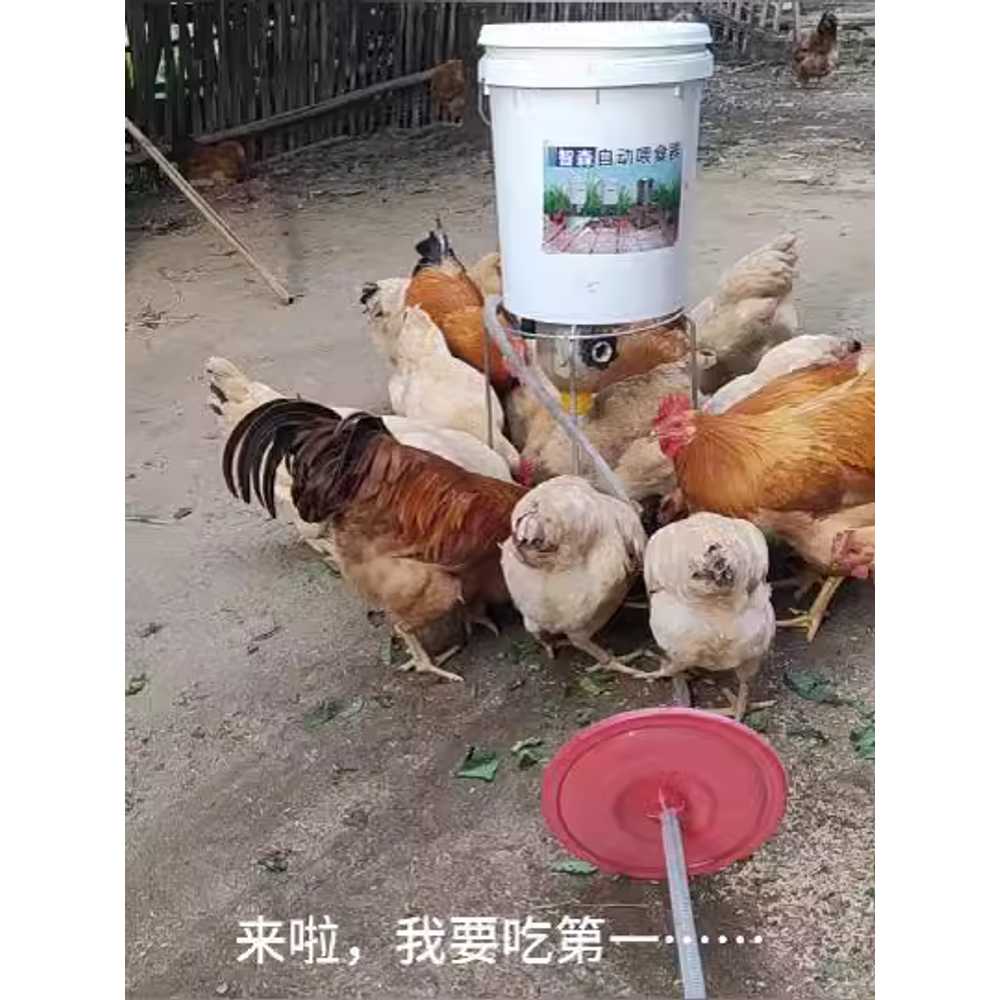 닭 자동 급식기 양계장 오리 용 조절 시간 먹이 주는 기계 A - 상세 이미지 5