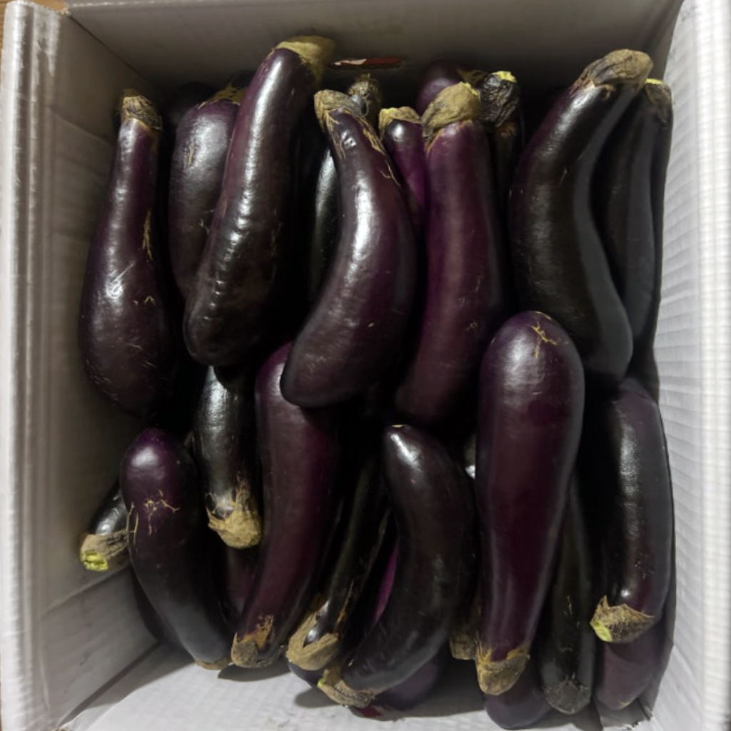 김채소 산지직송 국내산 가지 상 160g, 2개 - 상세 이미지 2