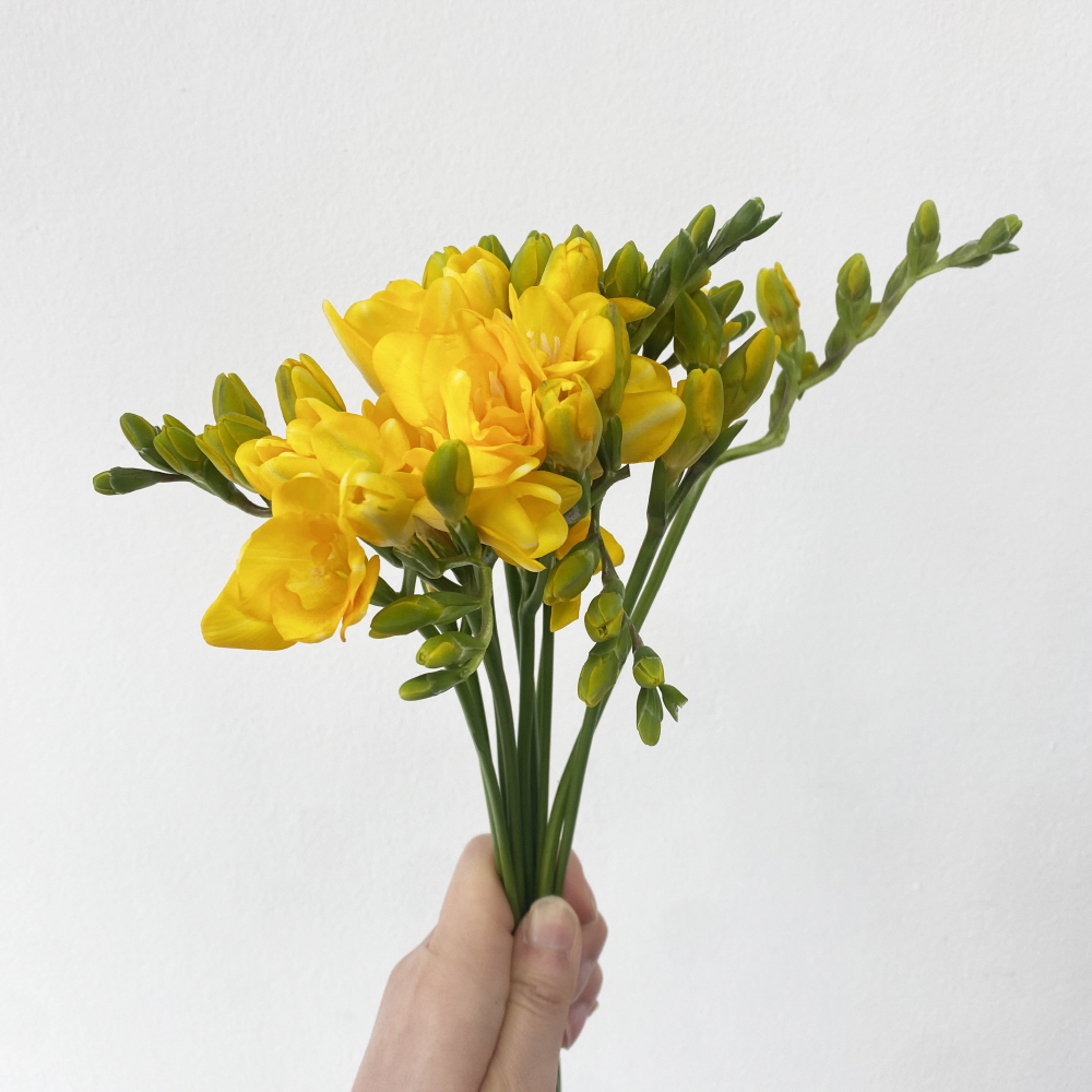 프리지아 10줄기 후리지아 꽃다발 꽃배달싼곳 생화택배 이미지 2