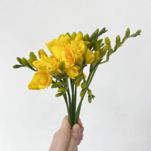 프리지아 10줄기 후리지아 꽃다발 꽃배달싼곳 생화택배 솔직 후기 | 실사용자 리뷰 분석 - 상품 이미지 2