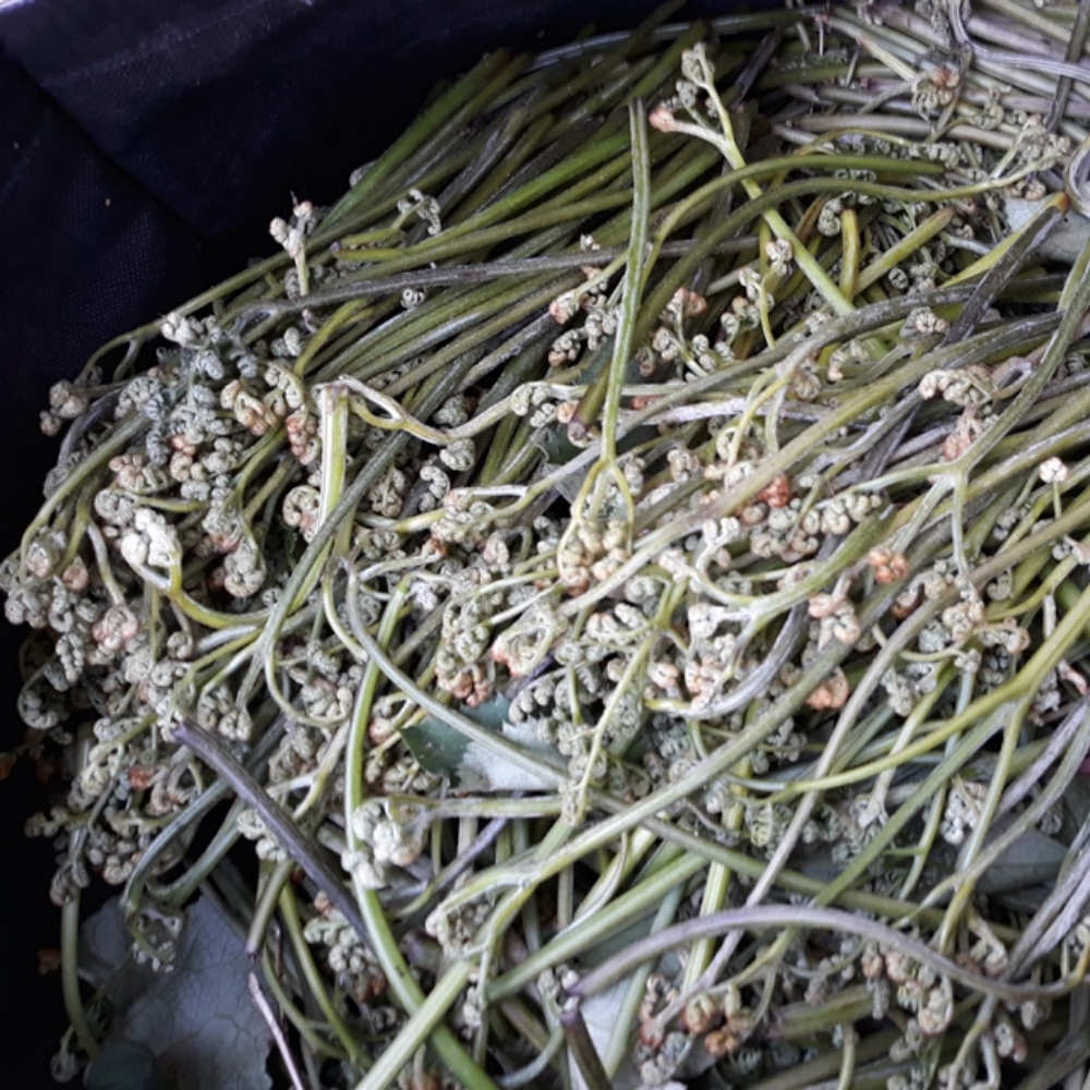 2026년 자연산 건고사리 100g, 건엉겅퀴(밀크시슬) 300g(국산) 이미지 7