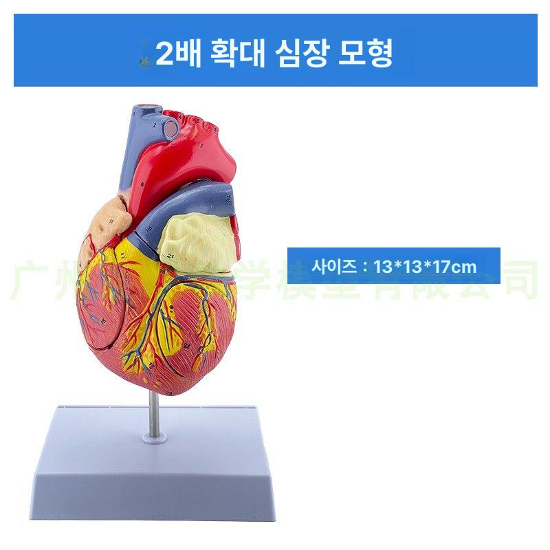 모형 교육용 해부학 A타입 동물병원 자료 A. 표본 단일 항목 - 상세 이미지 5