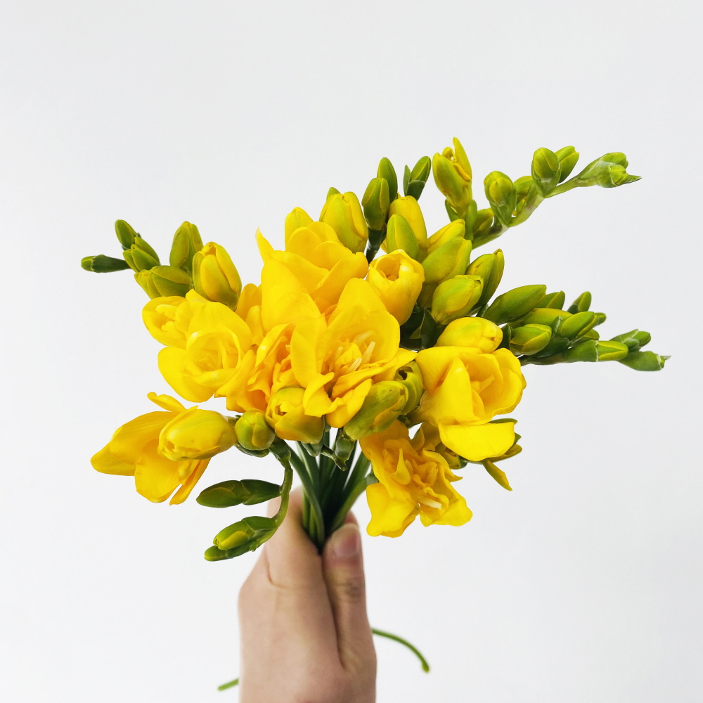 프리지아 10줄기 후리지아 꽃다발 꽃배달싼곳 생화택배 이미지 3