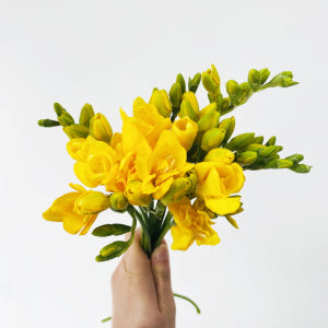 프리지아 10줄기 후리지아 꽃다발 꽃배달싼곳 생화택배 솔직 후기 | 실사용자 리뷰 분석 - 상품 이미지 3