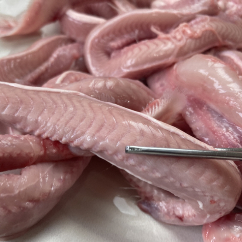 자연가득 손질해 나가는 생물 부산 꼼장어 1kg 10~15미 꼼장어 소스 70g 1팩 포함 - 상세 이미지 2