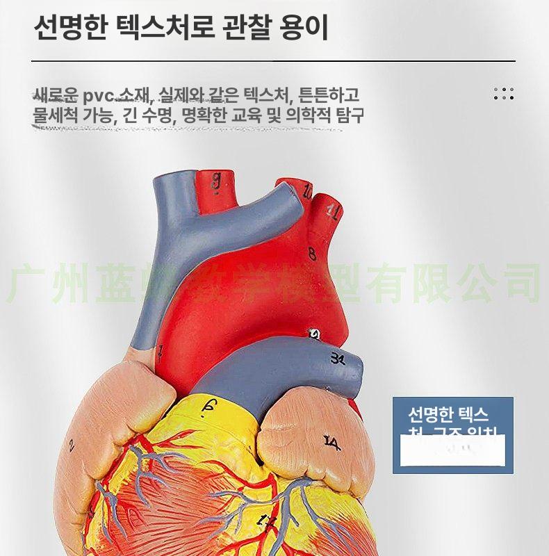 모형 교육용 해부학 A타입 동물병원 자료 A. 표본 단일 항목 - 상세 이미지 2