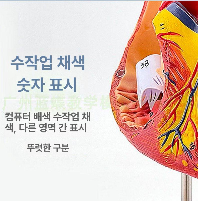 모형 교육용 해부학 A타입 동물병원 자료 A. 표본 단일 항목 - 상세 이미지 3