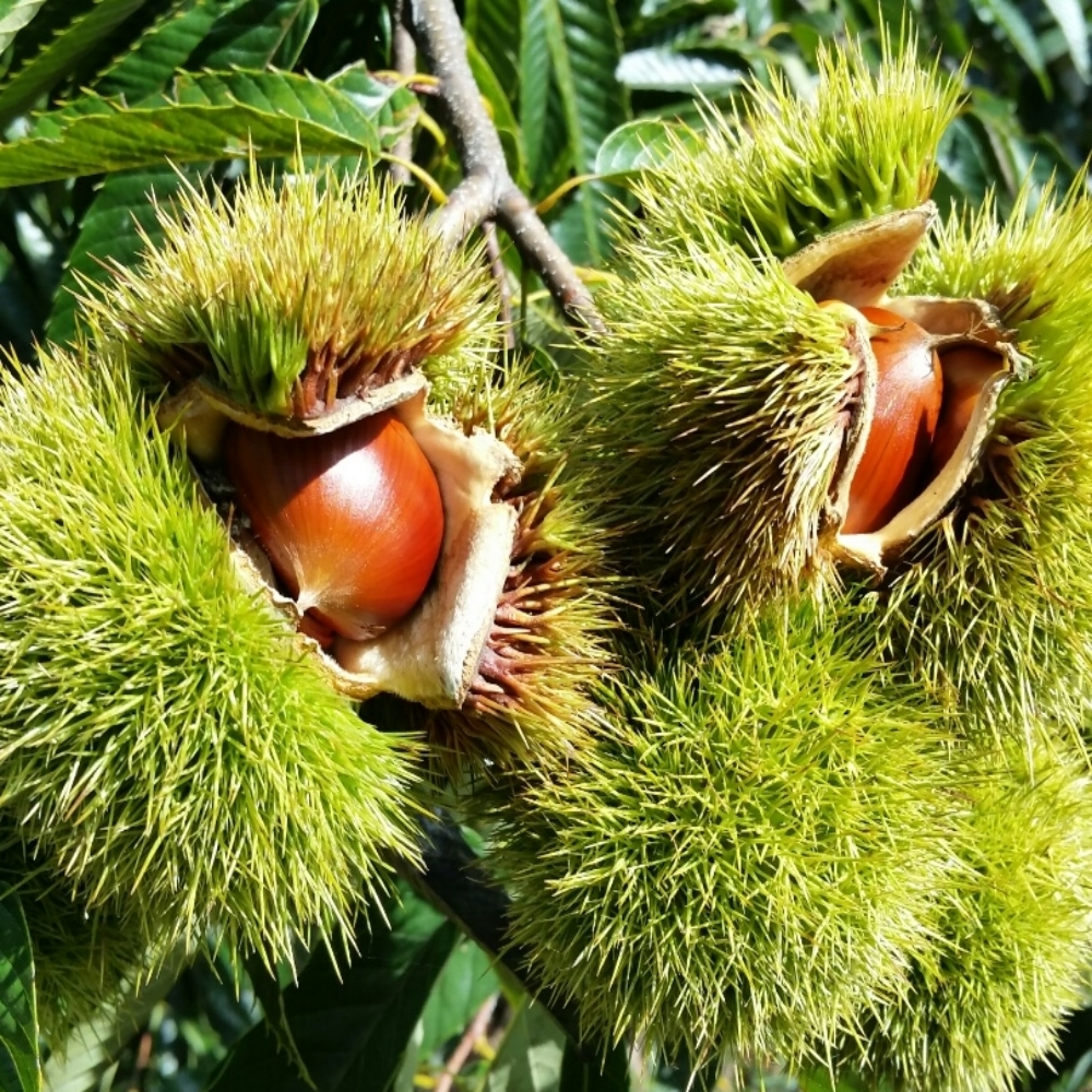 약품처리안한 친환경 부여밤 율피밤 1kg 에어프라이어밤 제사용 생율밤 이미지 7