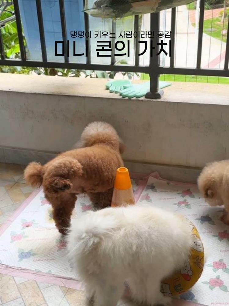 수컷 강아지 배뇨 세척형 모서리 방수 훈련 기둥 쉬 싸기 배변판 방지 - 상세 이미지 5