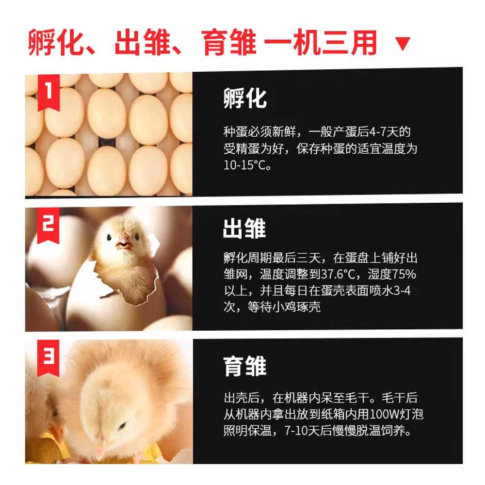 달걀 부화기 꿩 조류 디지털 앵무새 거위 메추리 알 - 상세 이미지 4
