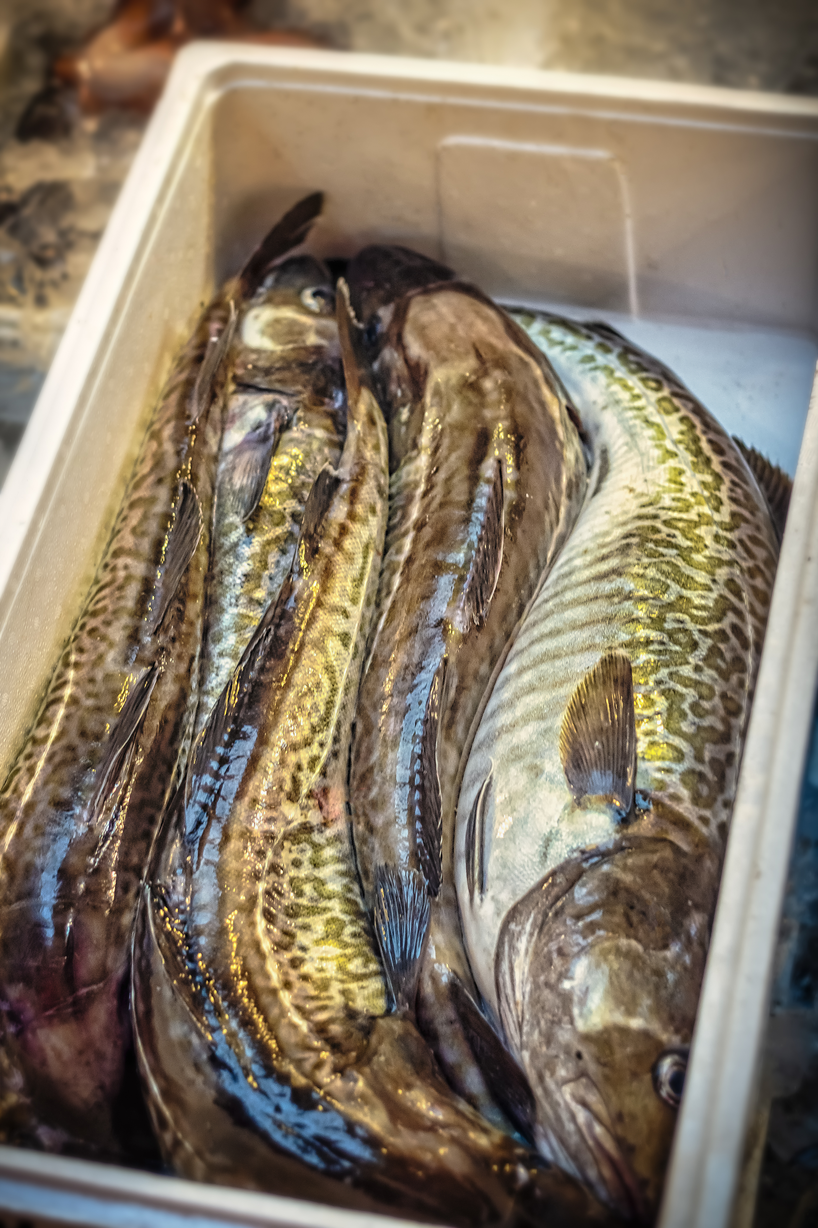죽변항직송 생대구 생선 대구 탕 지리 생물 1-4미 10kg, 1개 - 상품 이미지