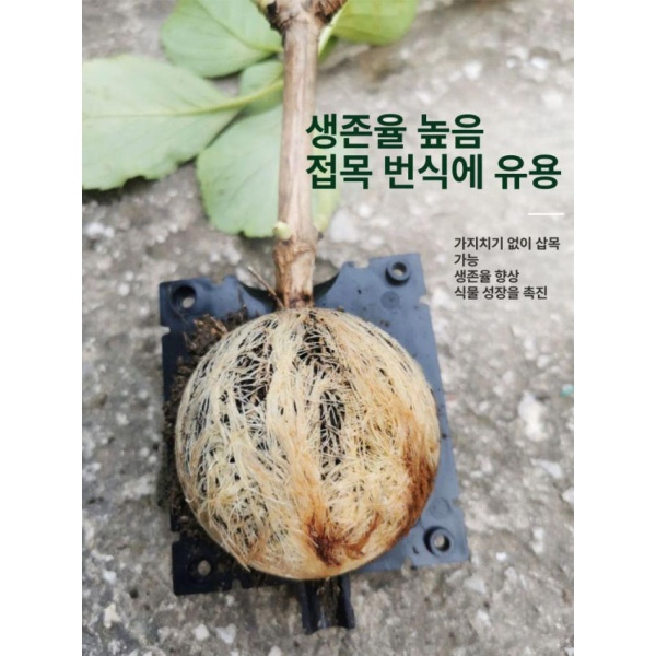 혁신적인 루팅볼 취목볼 루팅팟 투명 접목 삽목 공중뿌리 발근 소형 블랙 1개 플라스틱 소형 블랙 1개 플라스틱 - 상세 이미지 3