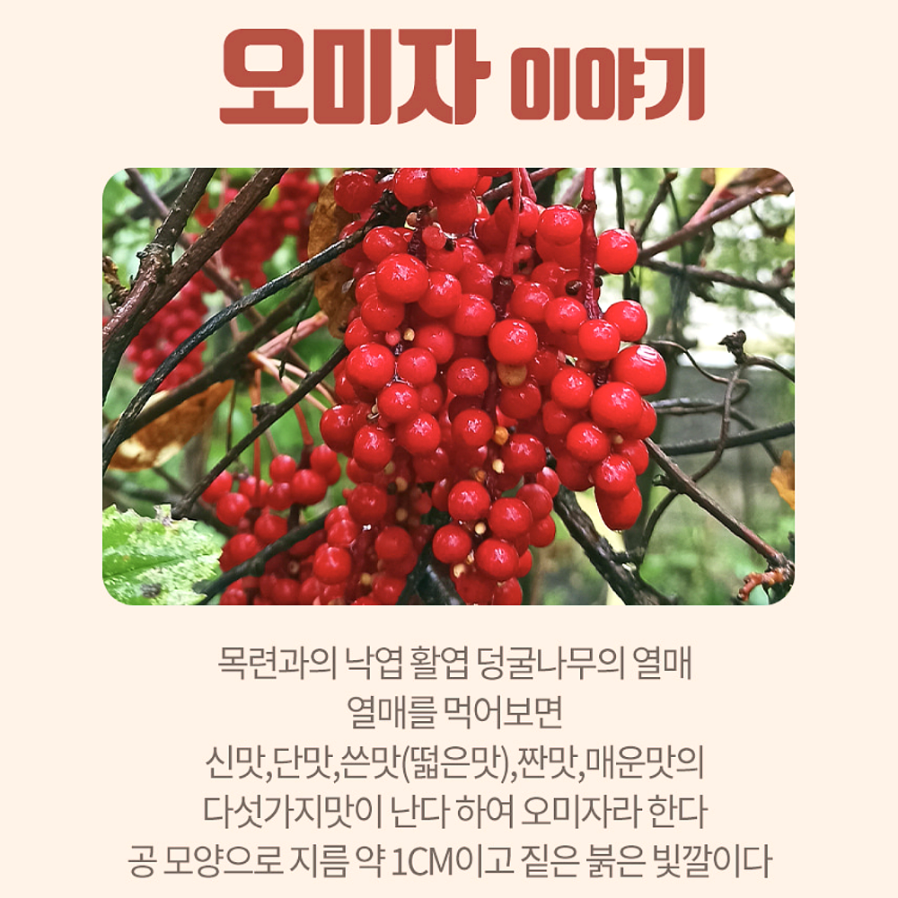 건오미자 효능 대용량 1KG 말린 오미자 - 상세 이미지 2