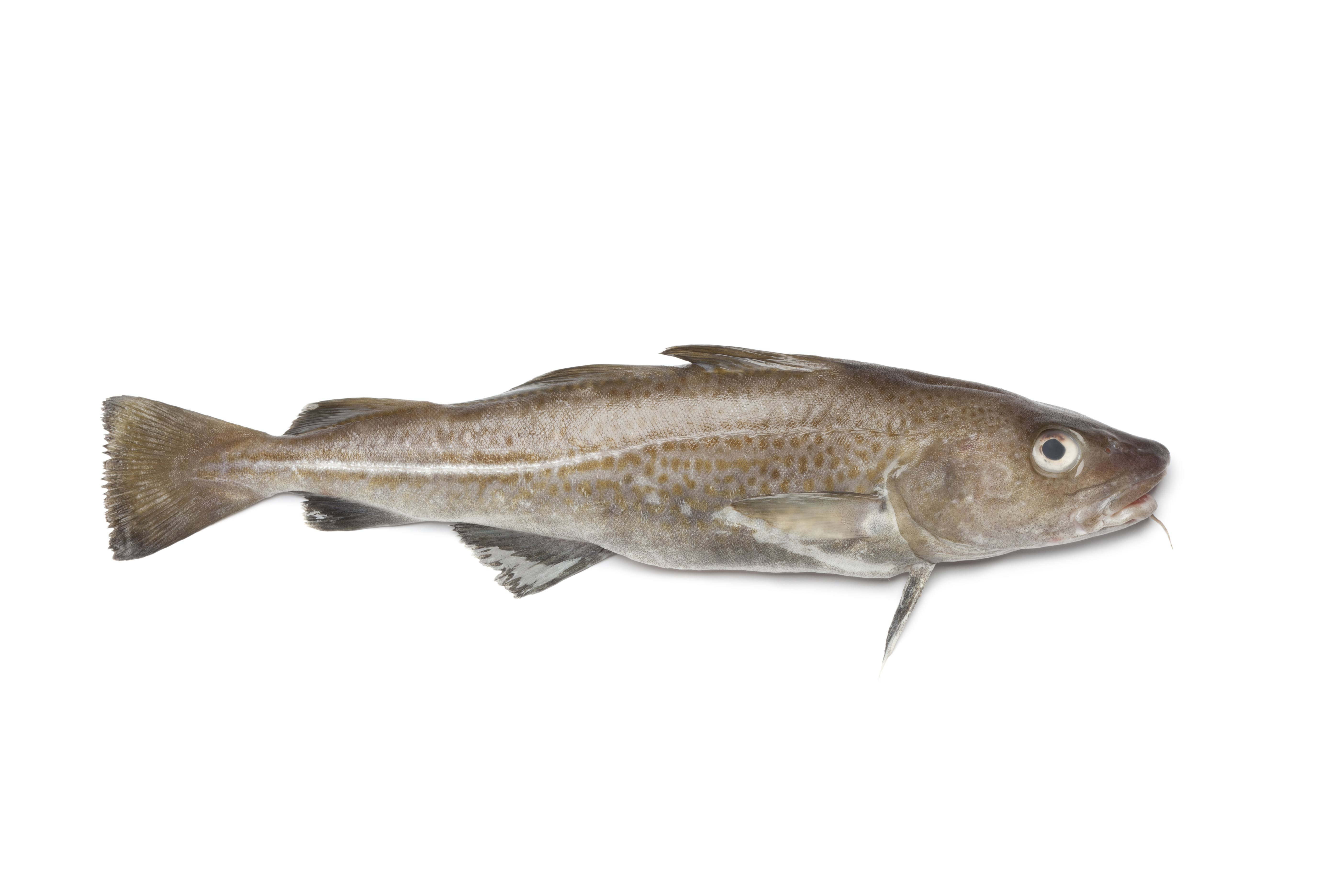 죽변항직송 생대구 생선 대구 탕 지리 생물 1-4미 10kg, 1개 - 상세 이미지 4