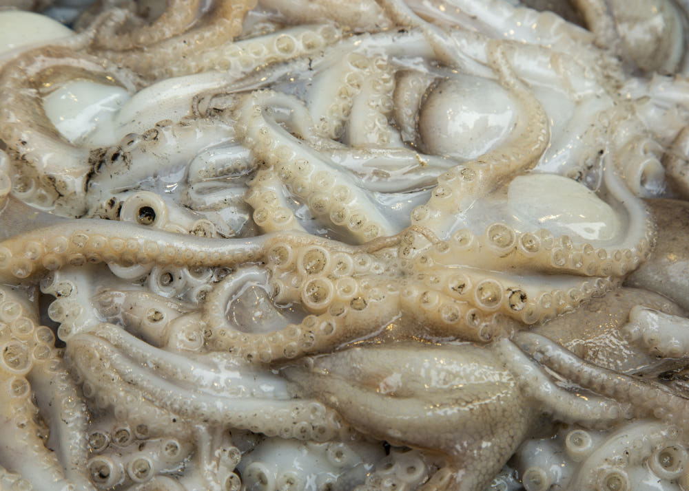 서해안 생물 활 알 주꾸미