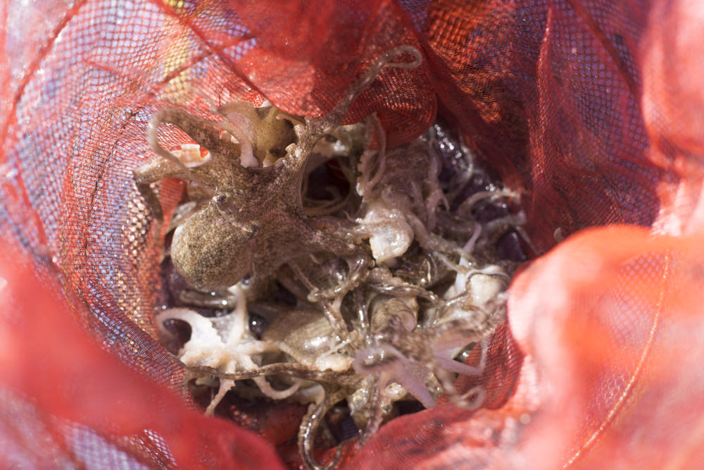 쭈꾸미 크기 비교 사진