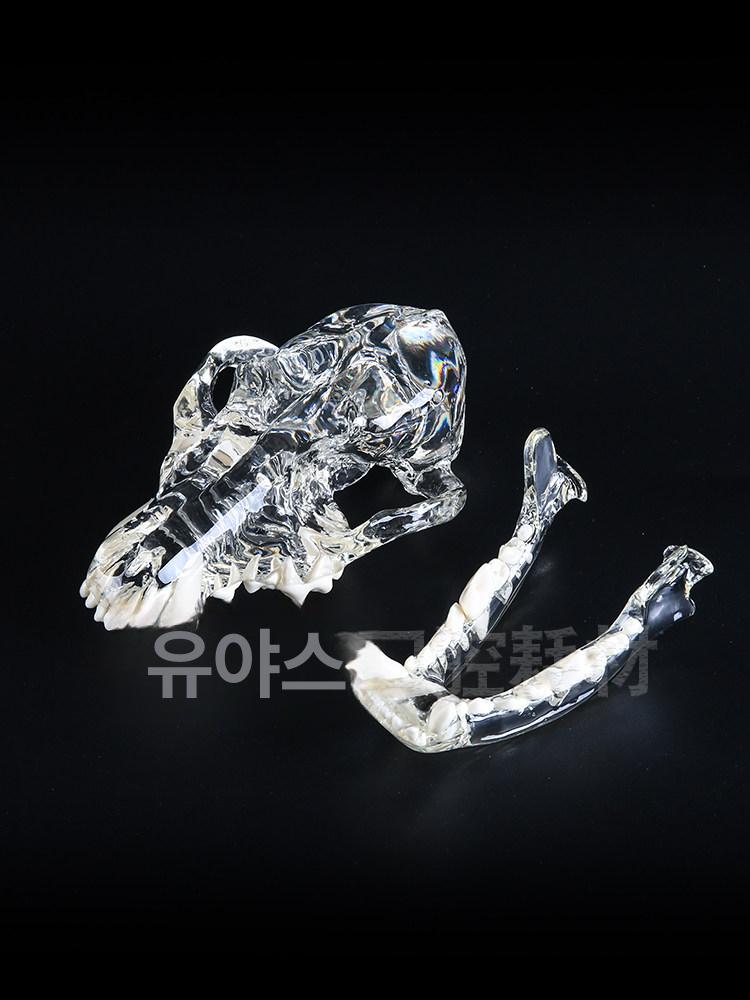 동물이빨모형 강아지 고양이 구강 애완 수의학 개 고양이 머리 - 상세 이미지 5