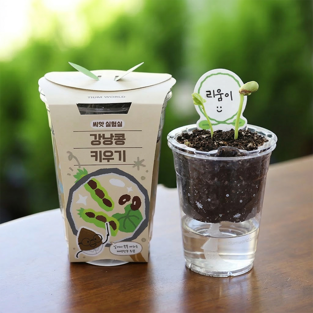 강낭콩키우기 씨앗 키우기 식물키트 저면관수 - 상품 이미지