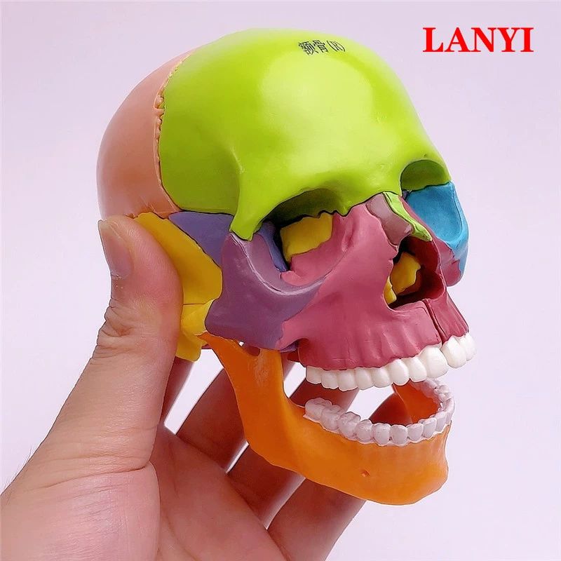머리뼈 분리 모형 두개골 실습 교육 가능 교구 자석 인체모형 학교 해골 병원 컬러 해부학 - 상세 이미지 2
