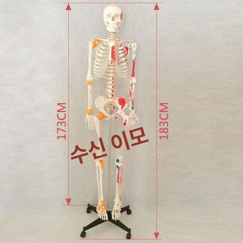 해골모형 뼈 척추 모형도 인체 정식 해부학 180cm 신경 부드러운 갈비뼈 포함 - 상세 이미지 5