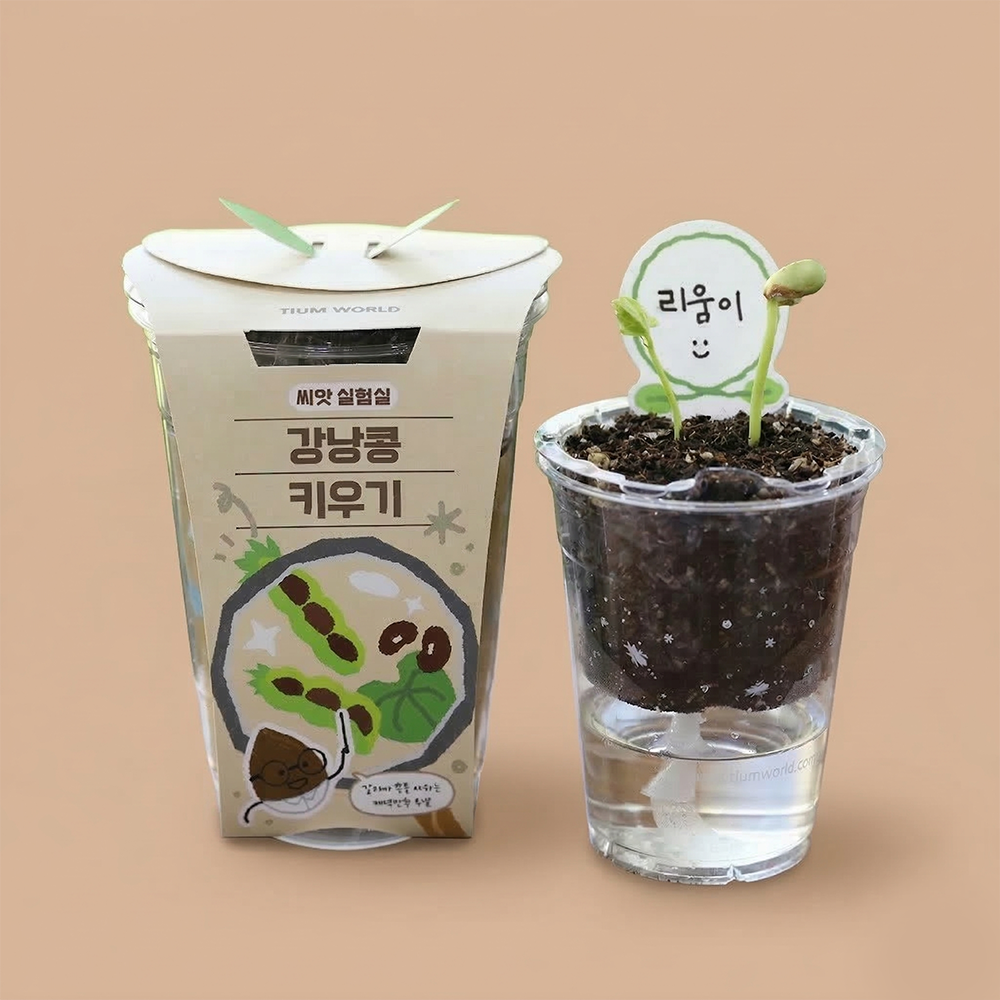강낭콩키우기 씨앗 키우기 식물키트 저면관수 - 상세 이미지 5