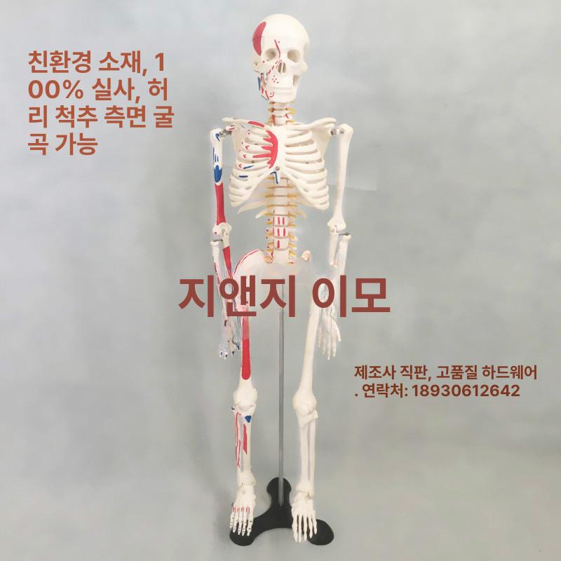해골모형 뼈 척추 모형도 인체 정식 해부학 180cm 신경 부드러운 갈비뼈 포함 - 상세 이미지 3