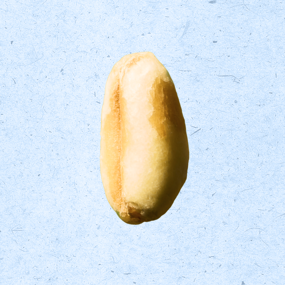 25년 햇곡 고대곡물 국산 유기농 호라산밀 1kg + 1kg 이미지 4