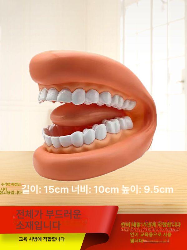 치과 치아모형 칫솔 구강 보조 교육 모양 모델 입 기본 포장 - 상세 이미지 3
