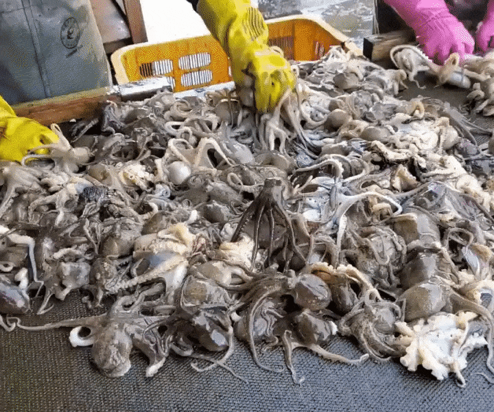 국내산 생물 서해안 활 쭈꾸미 급냉쭈꾸미 자연산 제철 알배기 알쭈꾸미 주꾸미 이미지 6