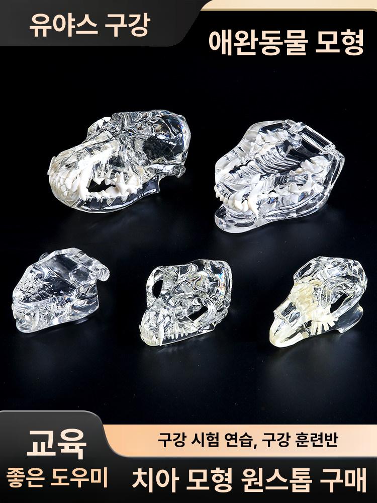 동물이빨모형 강아지 고양이 구강 애완 수의학 개 고양이 머리 - 상세 이미지 4