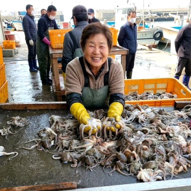 국내산 생물 서해안 활 쭈꾸미 급냉쭈꾸미 자연산 제철 알배기 알쭈꾸미 주꾸미 — 주꾸미, 이럴 때 활용해보세요