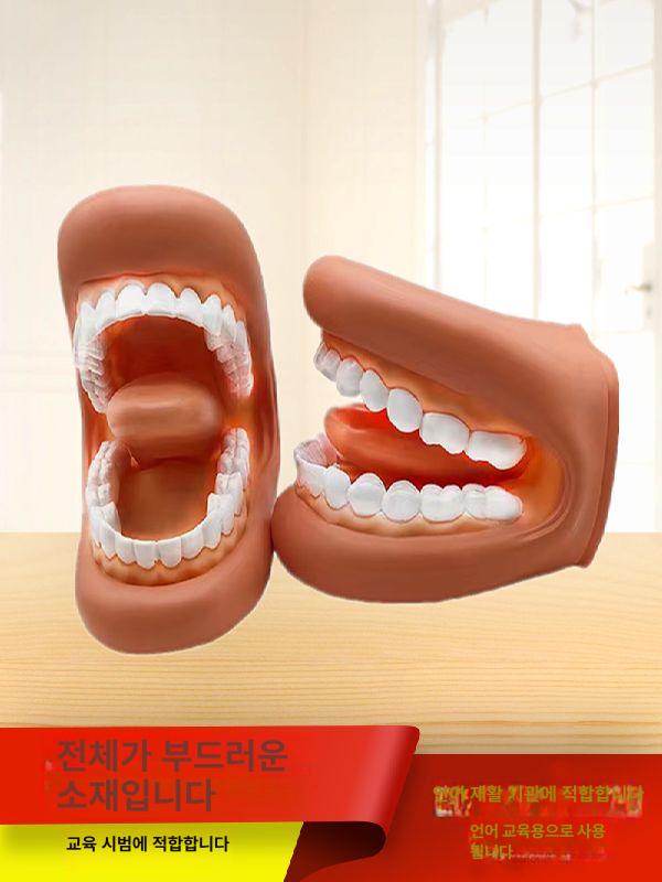 치과 치아모형 칫솔 구강 보조 교육 모양 모델 입 기본 포장 - 상세 이미지 2