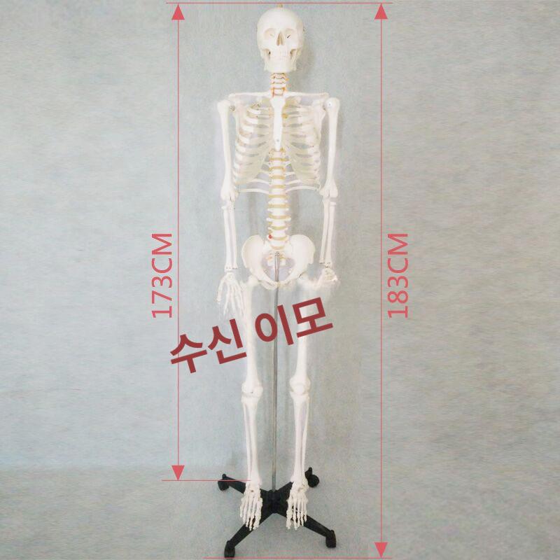 해골모형 뼈 척추 모형도 인체 정식 해부학 180cm 신경 부드러운 갈비뼈 포함 - 상세 이미지 4