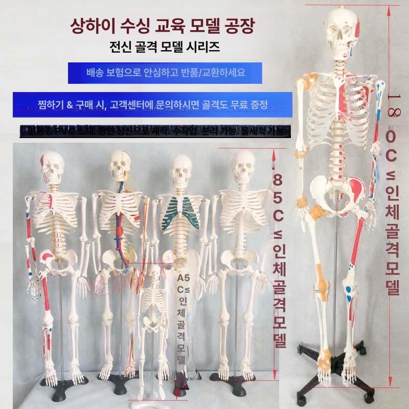 해골모형 뼈 척추 모형도 인체 정식 해부학 180cm 신경 부드러운 갈비뼈 포함 - 상세 이미지 2