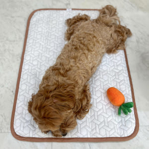 투인플레이스 강아지 고양이 쿨매트 듀라론 냉감 매트 L (65X45) 솔직 후기 | 실제 사용자 리뷰 총정리 - 상품 이미지 4