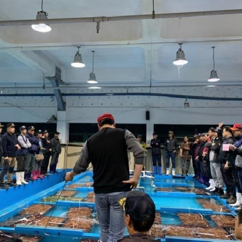 알이 꽉 찬 쭈꾸미 단면