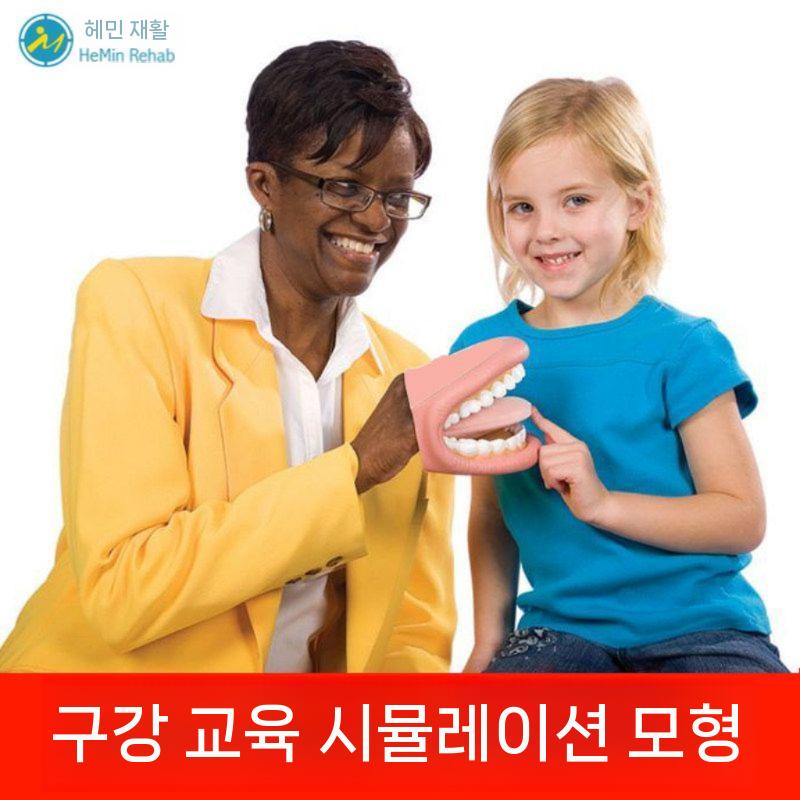 치과 치아모형 칫솔 교육 모델 모양 보조 구강 입 - 상세 이미지 3