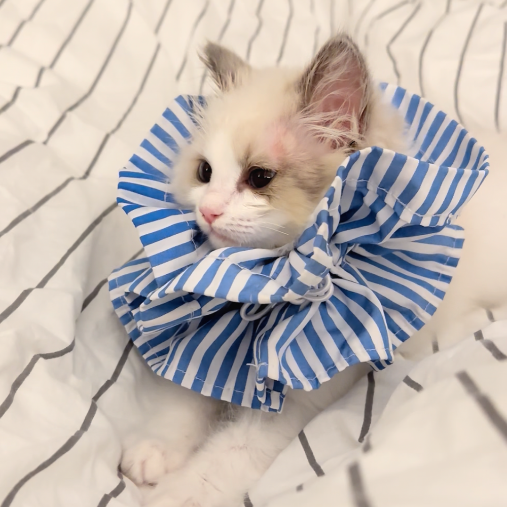 고양이 넥카라 스트라이프 초경량 사이즈 조절 목편한 강아지 중성화 옐로우 - 상세 이미지 2