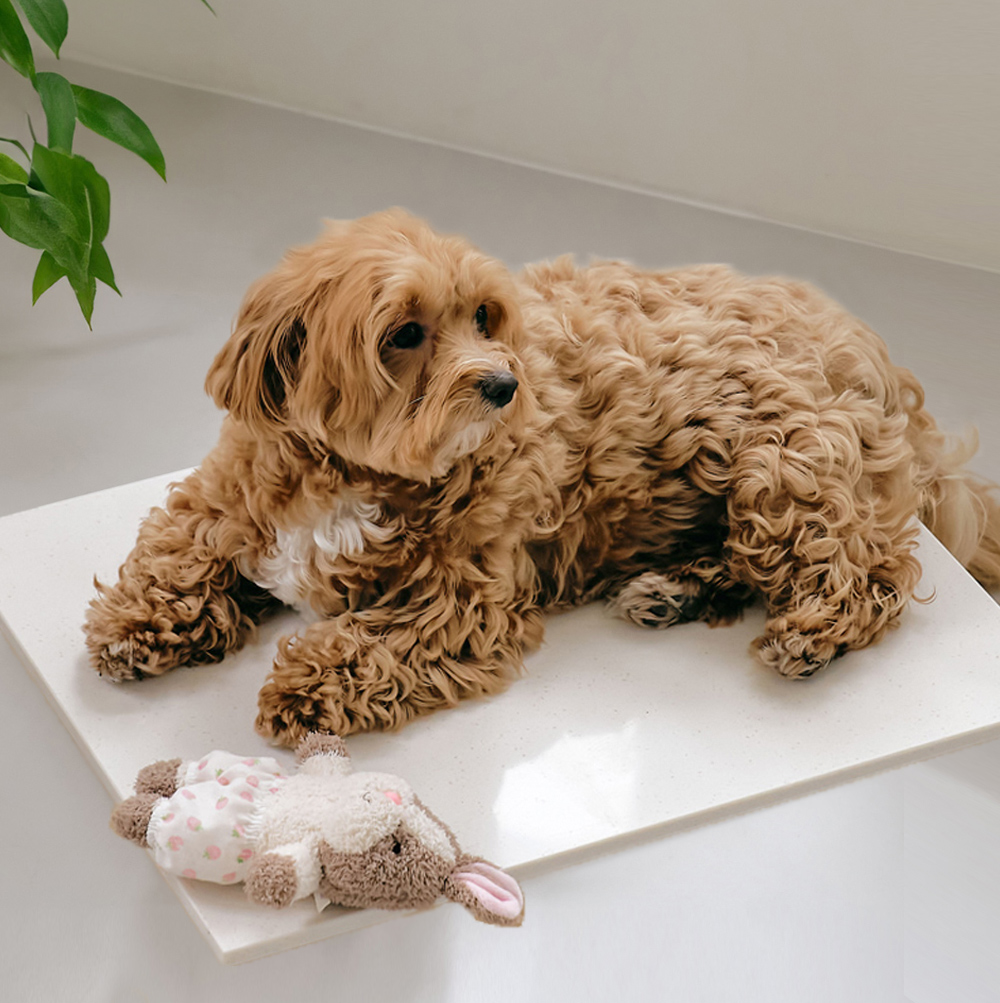 강아지 쿨매트 고양이 쿨매트 대리석 쿨링매트 투인플레이스 쿨매트 쿨매트 후기