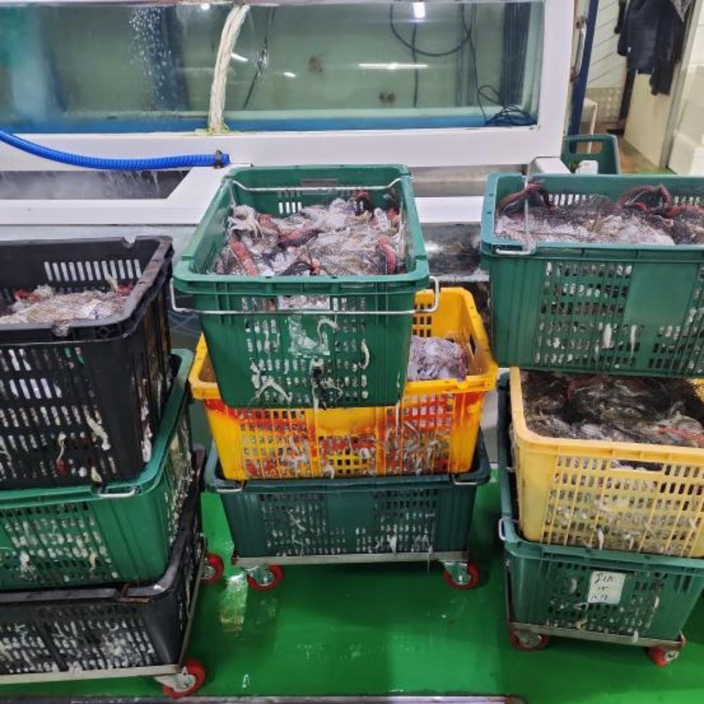 알배기 쭈꾸미 철 활 알쭈꾸미