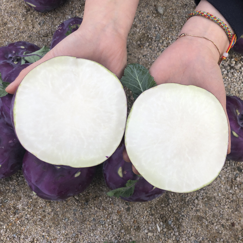 제주 콜라비 특품 산지직송 2kg - 상세 이미지 4