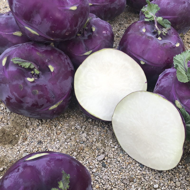 제주 콜라비 특품 산지직송 2kg - 상세 이미지 3