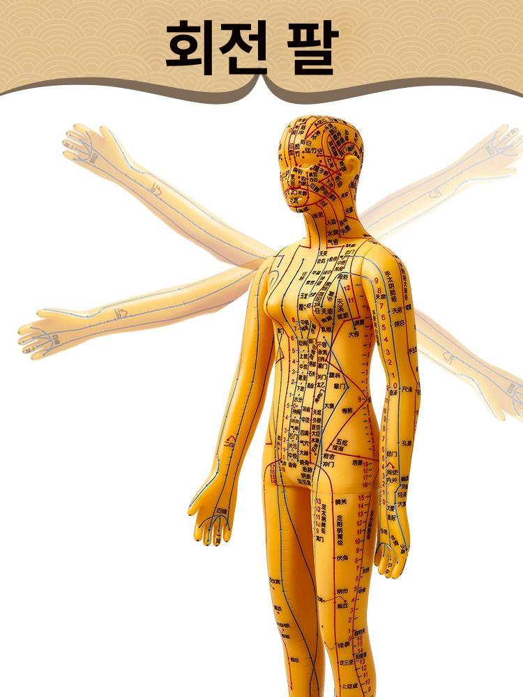 경혈 모형 한의학 실습 전신 침술 인체 모델 혈자리 178cm 대형 경질 구리색 남성 모델 - 상세 이미지 5