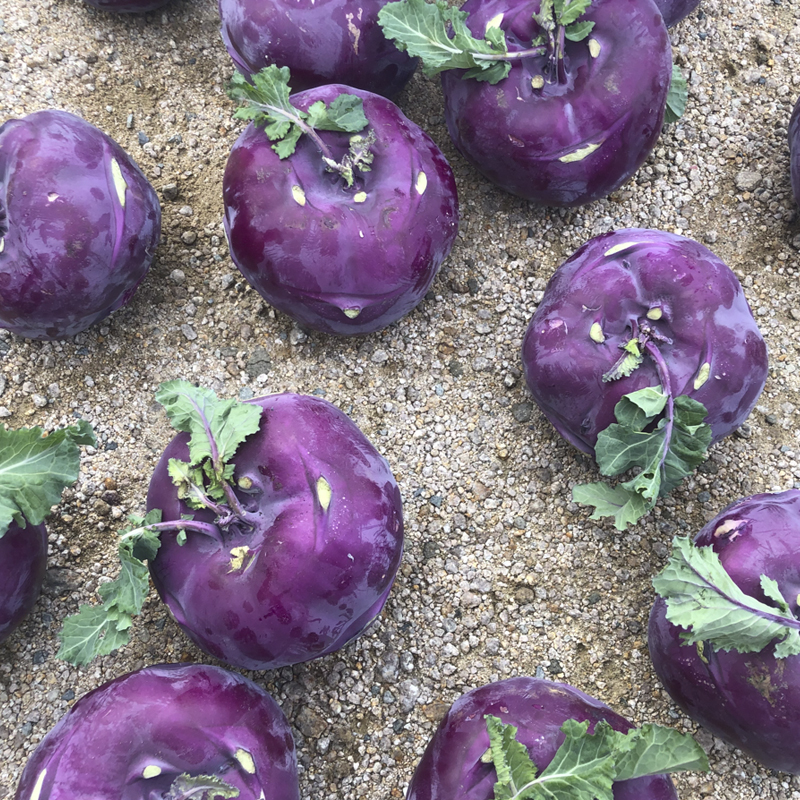 제주 콜라비 특품 산지직송 2kg - 상세 이미지 5