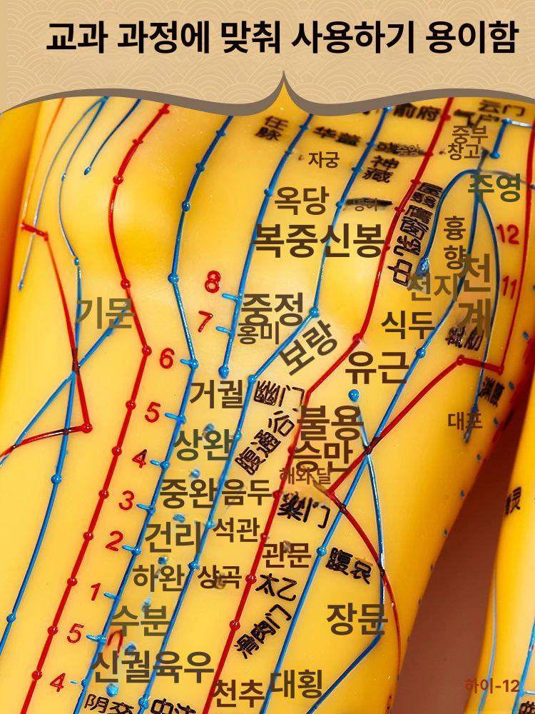 경혈 모형 한의학 실습 전신 침술 인체 모델 혈자리 178cm 대형 경질 구리색 남성 모델 - 상세 이미지 4