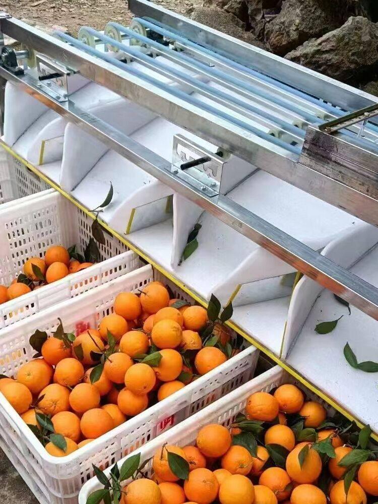탄소강 과일 감자선별기 정선기 농산물 복숭아 자동 농업용 분리 사과 바디 토마토 귤 속도 - 상품 이미지