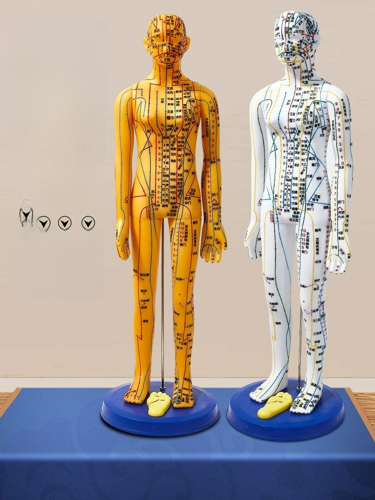 경혈 모형 한의학 실습 전신 침술 인체 모델 혈자리 178cm 대형 경질 구리색 남성 모델 - 상품 이미지