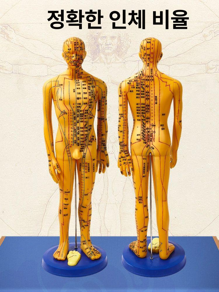 경혈 모형 한의학 실습 전신 침술 인체 모델 혈자리 178cm 대형 경질 구리색 남성 모델 - 상세 이미지 2